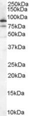 X-Ray Repair Cross Complementing 5 antibody, LS-B2584, Lifespan Biosciences, Western Blot image 