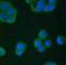 TIMP Metallopeptidase Inhibitor 4 antibody, NBP1-28619, Novus Biologicals, Immunocytochemistry image 