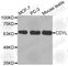 Chromodomain Y Like antibody, A2286, ABclonal Technology, Western Blot image 