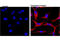 Tubulin Alpha 1b antibody, 81502S, Cell Signaling Technology, Immunofluorescence image 