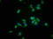 Regenerating Family Member 3 Alpha antibody, LS-B12989, Lifespan Biosciences, Immunofluorescence image 