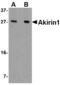 Akirin 1 antibody, LS-B3809, Lifespan Biosciences, Western Blot image 