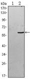 Rho Guanine Nucleotide Exchange Factor 3 antibody, orb318829, Biorbyt, Western Blot image 