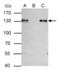Minichromosome Maintenance Complex Component 2 antibody, GTX103071, GeneTex, Immunoprecipitation image 