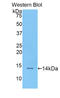 Resistin antibody, LS-C300656, Lifespan Biosciences, Western Blot image 