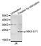 MYC Associated Factor X antibody, LS-C335762, Lifespan Biosciences, Western Blot image 