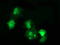 HDJ1 antibody, TA502244, Origene, Immunofluorescence image 