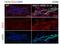 C-C Motif Chemokine Ligand 2 antibody, NBP2-22115, Novus Biologicals, Immunohistochemistry paraffin image 