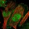 TUB Like Protein 3 antibody, HPA018496, Atlas Antibodies, Immunofluorescence image 