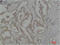 Caspase 8 antibody, STJ97456, St John