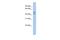 Solute Carrier Family 37 Member 4 antibody, A03501-1, Boster Biological Technology, Western Blot image 