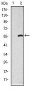 SMAD2 antibody, MA5-15877, Invitrogen Antibodies, Western Blot image 