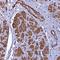 Fatty Acid Desaturase 3 antibody, HPA045224, Atlas Antibodies, Immunohistochemistry frozen image 