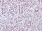 Protein Tyrosine Phosphatase Non-Receptor Type 11 antibody, NBP1-33064, Novus Biologicals, Immunohistochemistry frozen image 