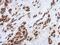 Translational Activator Of Cytochrome C Oxidase I antibody, PA5-31263, Invitrogen Antibodies, Immunohistochemistry paraffin image 