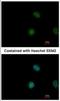 Signal Transducer And Activator Of Transcription 5A antibody, NBP2-20505, Novus Biologicals, Immunofluorescence image 