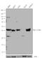 Wnt Family Member 1 antibody, 720054, Invitrogen Antibodies, Western Blot image 