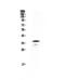 CD40 Molecule antibody, PA5-78981, Invitrogen Antibodies, Western Blot image 