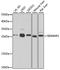 Oprs1 antibody, A5479, ABclonal Technology, Western Blot image 