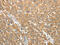 Aldose reductase antibody, CSB-PA263919, Cusabio, Immunohistochemistry frozen image 