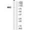 MX Dynamin Like GTPase 2 antibody, A02330, Boster Biological Technology, Western Blot image 