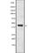 Fc Fragment Of IgM Receptor antibody, abx215291, Abbexa, Western Blot image 