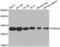 Proteasome Subunit Alpha 3 antibody, abx001157, Abbexa, Western Blot image 