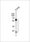 Coiled-Coil Domain Containing 54 antibody, orb2527, Biorbyt, Western Blot image 