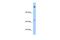 Niban Apoptosis Regulator 1 antibody, PA5-42228, Invitrogen Antibodies, Western Blot image 