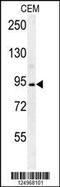 Brevican antibody, MBS9208695, MyBioSource, Western Blot image 