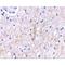 Plexin Domain Containing 2 antibody, LS-C53239, Lifespan Biosciences, Immunohistochemistry paraffin image 