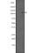 SET Domain Bifurcated Histone Lysine Methyltransferase 2 antibody, abx148727, Abbexa, Western Blot image 