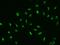 Interferon Related Developmental Regulator 1 antibody, GTX02377, GeneTex, Immunofluorescence image 