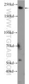 Plexin B1 antibody, 23795-1-AP, Proteintech Group, Western Blot image 