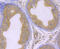 Glutathione Peroxidase 4 antibody, GTX01126, GeneTex, Immunohistochemistry paraffin image 