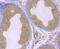 Phospholipid hydroperoxide glutathione peroxidase, mitochondrial antibody, GTX01126, GeneTex, Immunohistochemistry paraffin image 