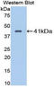 Kininogen 1 antibody, LS-C372693, Lifespan Biosciences, Western Blot image 