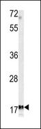 Microfibril Associated Protein 5 antibody, MBS9204084, MyBioSource, Western Blot image 