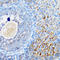 Sphingomyelin Phosphodiesterase 1 antibody, LS-C334919, Lifespan Biosciences, Immunohistochemistry frozen image 