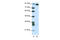 Myoneurin antibody, 27-798, ProSci, Western Blot image 