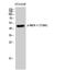 Mitogen-Activated Protein Kinase Kinase 1 antibody, A00292T386, Boster Biological Technology, Western Blot image 