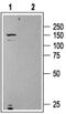 Urotensin 2 Receptor antibody, PA5-77393, Invitrogen Antibodies, Western Blot image 