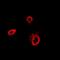 T-complex protein 1 subunit delta antibody, abx141878, Abbexa, Western Blot image 