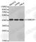 Casein Kinase 2 Alpha 1 antibody, A0435, ABclonal Technology, Western Blot image 