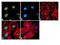 Forkhead Box A2 antibody, 720061, Invitrogen Antibodies, Immunofluorescence image 