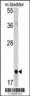 RAB13, Member RAS Oncogene Family antibody, 62-390, ProSci, Western Blot image 