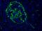 Glucagon antibody, NBP2-21803, Novus Biologicals, Immunocytochemistry image 