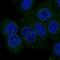 Sphingomyelin Phosphodiesterase 4 antibody, HPA049426, Atlas Antibodies, Immunocytochemistry image 