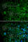 Angiogenin antibody, A1546, ABclonal Technology, Immunofluorescence image 