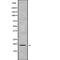 G-protein-signaling modulator 3 antibody, PA5-68197, Invitrogen Antibodies, Western Blot image 